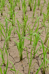 closeup the bunch green ripe paddy plant soil heap in row and growing in the farm soft focus natural green brown background.