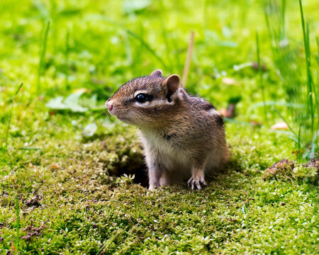 Chipmunk Stock Photo and Image. In the field coming out of its den and displaying brown fur, body, head, eye, nose, ears, paws, in its environment and habitat surrounding.