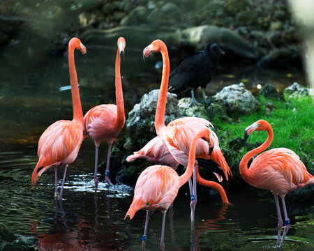 Flamingo Photo and Image.  Birds in the water displaying pink colour feather plumage long neck with a blur background in their environment and habitat surrounding.