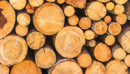 Dry chopped firewood logs. Wooden pile texture. Log background.