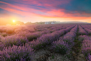 Naklejka na ściany i meble Lavender field summer sunset landscape near Valensole.Provence,France