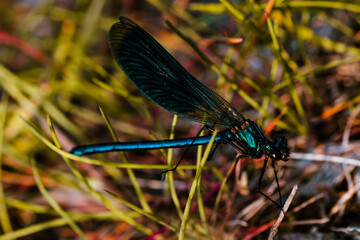 Close-up of beautiful flying insect with green grass in background.