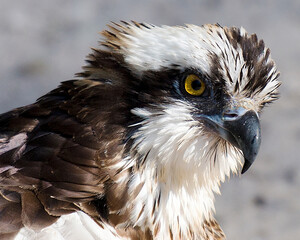 Osprey Photo and Image. head close-up with blur background in its environment and habitat surrounding. Head shot. Portrait. Picture.