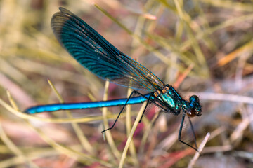 Close-up of beautiful flying insect with green grass in background.