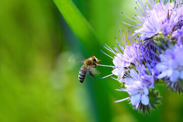 Bee and flower phacelia. Flying bee collecting pollen from phacelia against the backdrop of greenery. Phacelia tanacetifolia (lacy). Summer and spring backgrounds