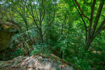American Beach treess reaching for the skyalong a rocky bluff