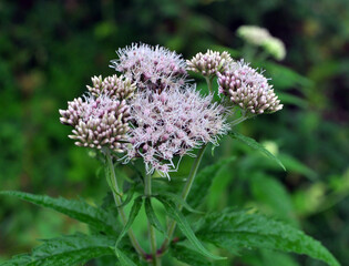 It blooms in nature hemp agrimony (Eupatorium cannabinum)