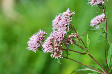 Obraz premium It blooms in nature hemp agrimony (Eupatorium cannabinum)