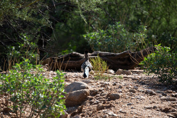 A greater roadrunner, Geococcyx californianus, with breakfast, a spotted Sonoran whiptail lizard. Seen in the Sonoran Desert at the base of the Catalina Mountains. Oro Valley, Arizona, USA.