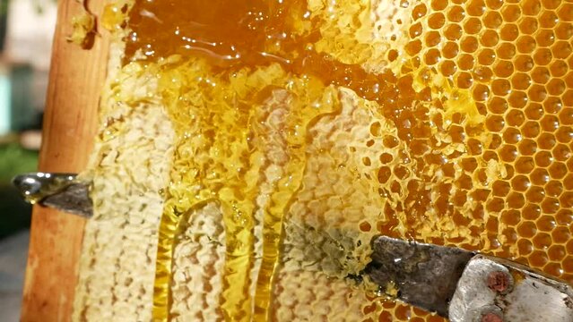 The knife cuts the wax from the honey frame in the apiary. Thick honey flows down the honeycomb. Golden honey drips from honeycombs. The concept of healthy eating. Environmentally friendly natural