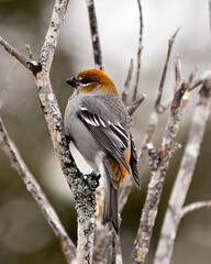 Pine Grosbeak Stock Photo. Grosbeak female close-up profile view, perched  with a blur background in its environment and habitat. Image. Picture. Portrait.