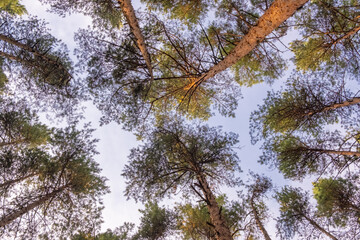Bottom view of the pine trees on a summer day against a blue sky