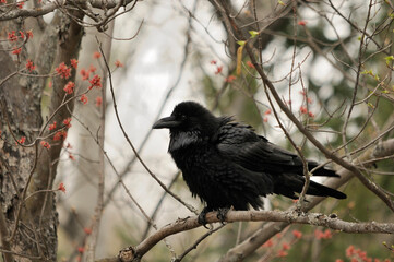 Raven Photo and Image.  Crow Portrait. Perched on tree branch displaying black feather plumage, tail, beak, eye with a blur background in its environment and habitat surrounding.