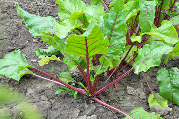 Table red beets grow in open organic soil