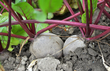 Table red beets grow in open organic soil
