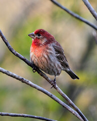 Red Finch Photo and Image.  close-up profile view, perched on a branch with a blur background displaying its beautiful red head, beak, feet, eye, feathers plumage in its environment and surrounding.