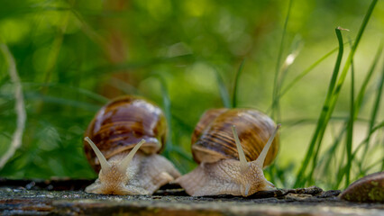 two burgundy snails sit on a background of green grass