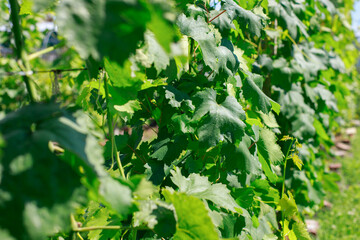 leaves of growing grapes background. farming