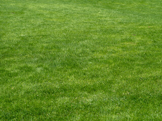 Green cut lawn. Mowed green grass.