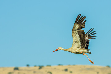a bird flying over yellow field with blue sky