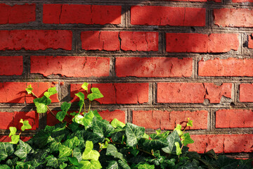 brick red wall with ivy in sunlight