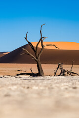Namibia, the Namib desert, dead acacias in the Dead Valley, the red dunes in background
