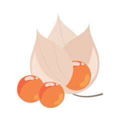 cape gooseberries icon