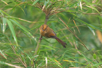 Fulvous parrotbill ((Suthora fulvifrons) at Senchal Wildlife Sanctuary, Darjeeling, India