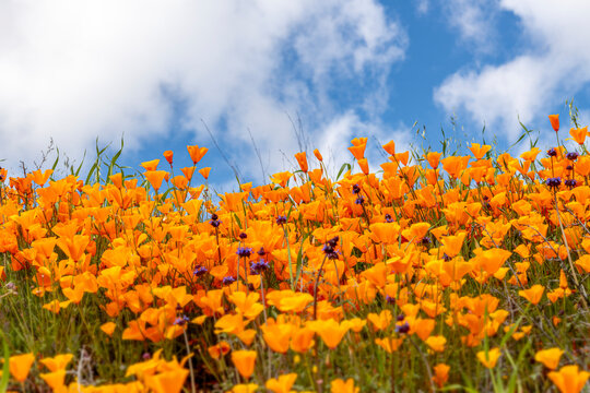 Poppies on a hillside during springtime