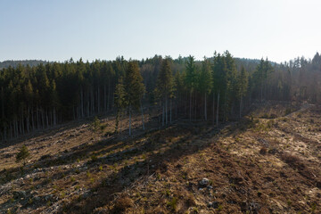 Aerial view of pine forest with large area of cut down trees as result of global deforestation industry. Harmful human influence on world ecology