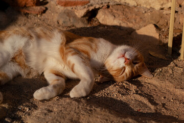Naklejka na ściany i meble A cat sunbathing
