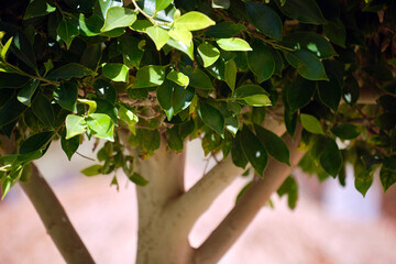 Closeup of fresh green tree with wooden trunk and vibrant green leaves growing in summer garden