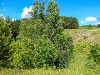 Fototapeta na wymiar Beautiful green landscape with trees 