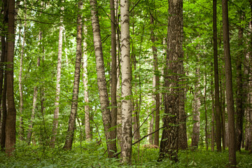 Fototapeta na wymiar Scenic Forest of Fresh Green Trees, Morning in the Forest, Beautiful Park, Summer Landscape, Birch Grove