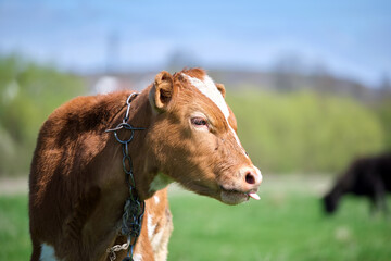 Head portrait of young calf grazing on green farm pasture on summer day. Feeding of cattle on farmland grassland
