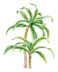 Tropical plants with striped leaves