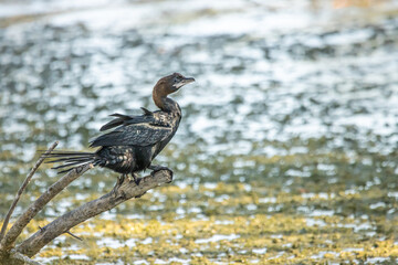 a bird sitting on top of a beach over water