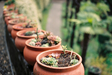 Row of succulents in orange clay flower pots