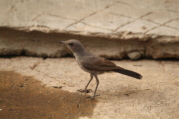 a sparrow