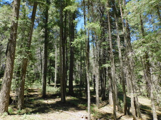 Naklejka premium trees in the forest