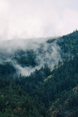 Trees on the mountains covered with fog