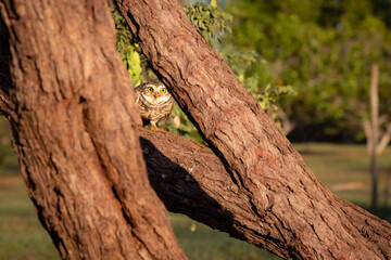 Burrowing owl in selective focus, in a natural environment of the Brazilian cerrado biome