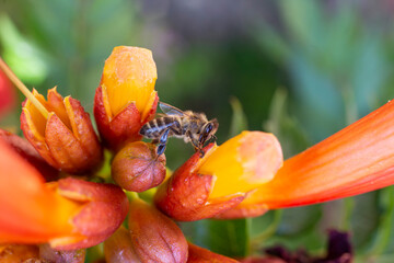 soft focus photo of a bee on  trumpet creeper  flowers