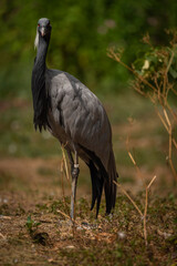 Grus grus bird in summer dry hot day near lake with dirty water