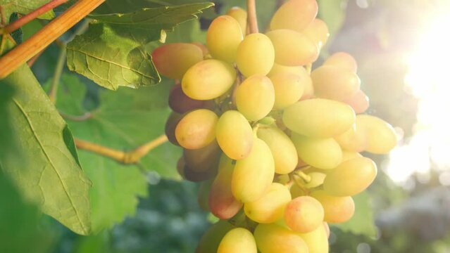 Bunch of sweet ripe grapes on a grape wine at sunset, harvest of grapes, vineyard in Italy, winery and wine making concept, white wine is made of this grapes