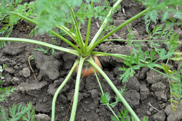 Carrots growing in open organic soil