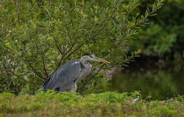 Ardea cinerea bird near green bushes with dirty water in summer day