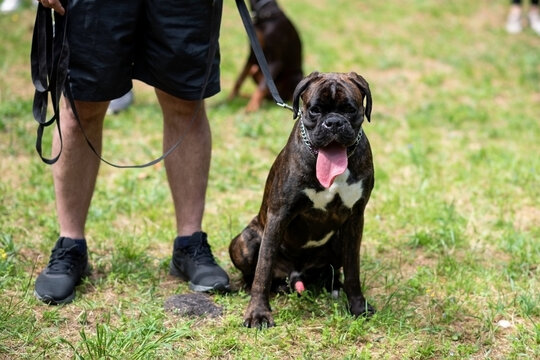A boxer of a dark color, with an undocked tail, sits on the ground near the owner, sticking out his tongue