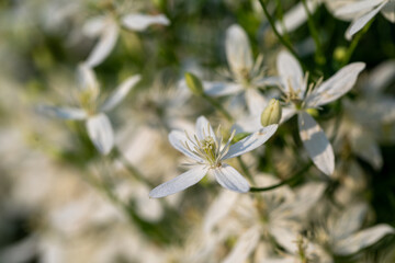 White flowers on a blurred natural background. Flowering shrub with tiny white flowers. Beautiful flowering branch. Flowering plant at sunset.