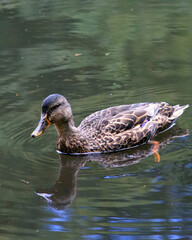 Female Mallard duck in water, paddling on a pond.